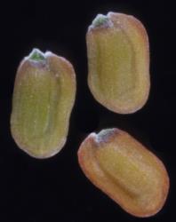 Cardamine bisetosa. Seeds.
 Image: P.B. Heenan © Landcare Research 2019 CC BY 3.0 NZ